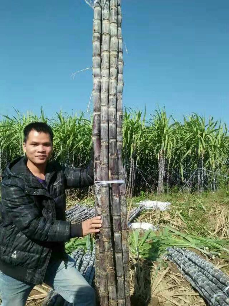 黑皮甘蔗产地大量直销，一手货源！可以找回头车
