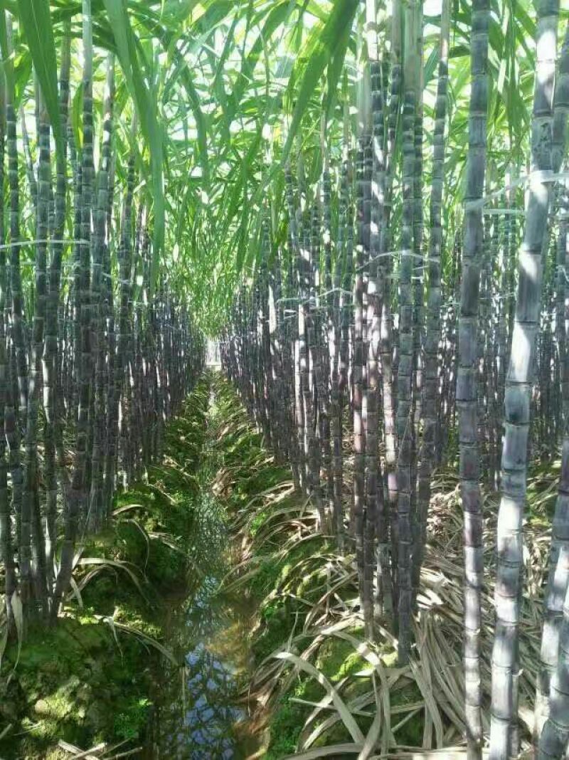 黑皮甘蔗产地大量直销，一手货源！可以找回头车