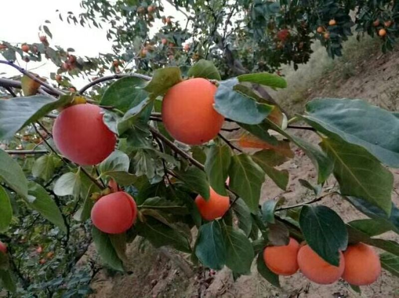 柿饼1~2两