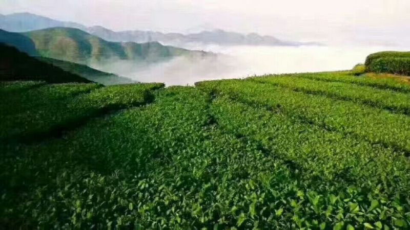 兰花香特级纯手工250g/盒2盒500g包邮