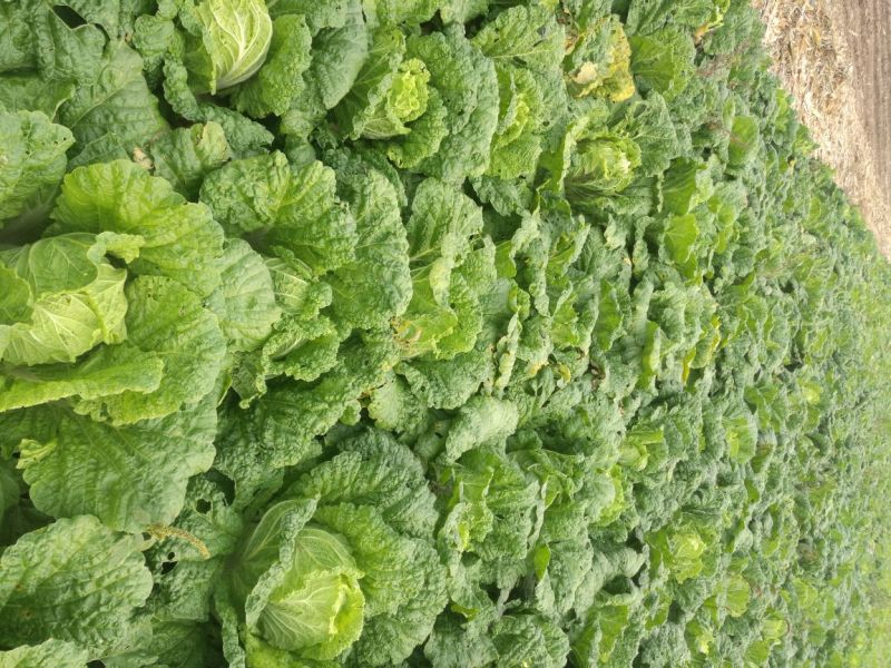 白菜4~6斤净菜三号黄心菜6075白菜大量现货上市中