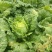 白菜4~6斤净菜三号黄心菜6075白菜大量现货上市中