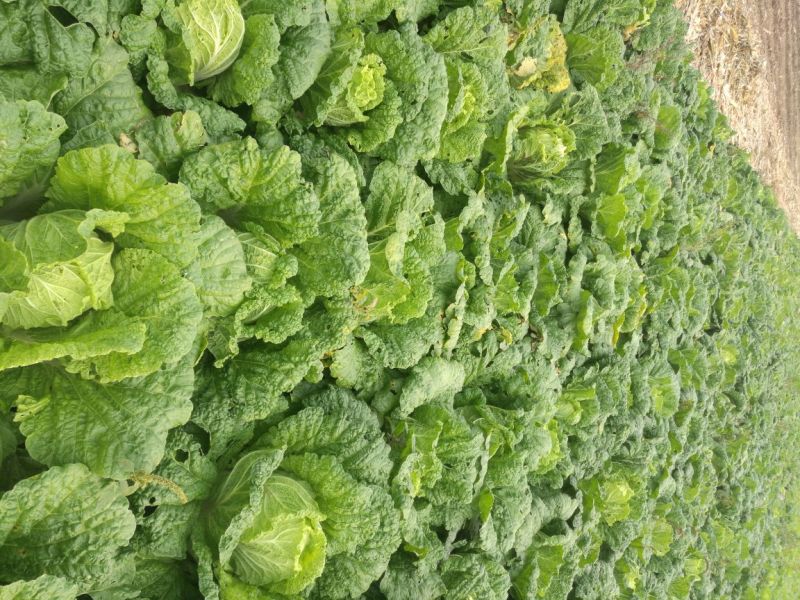 白菜4~6斤净菜三号黄心菜6075白菜大量现货上市中