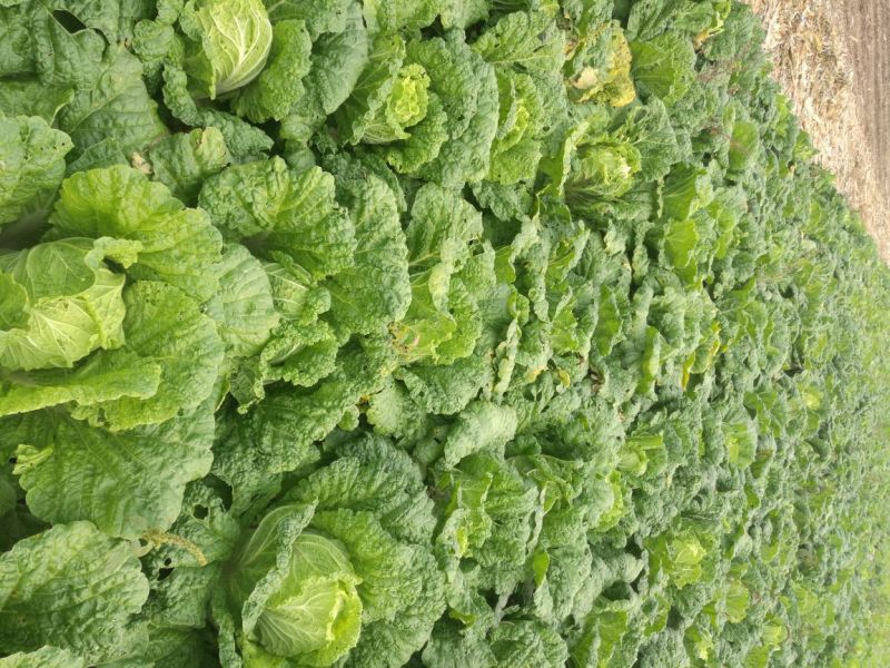 白菜4~6斤净菜三号黄心菜6075白菜大量现货上市中