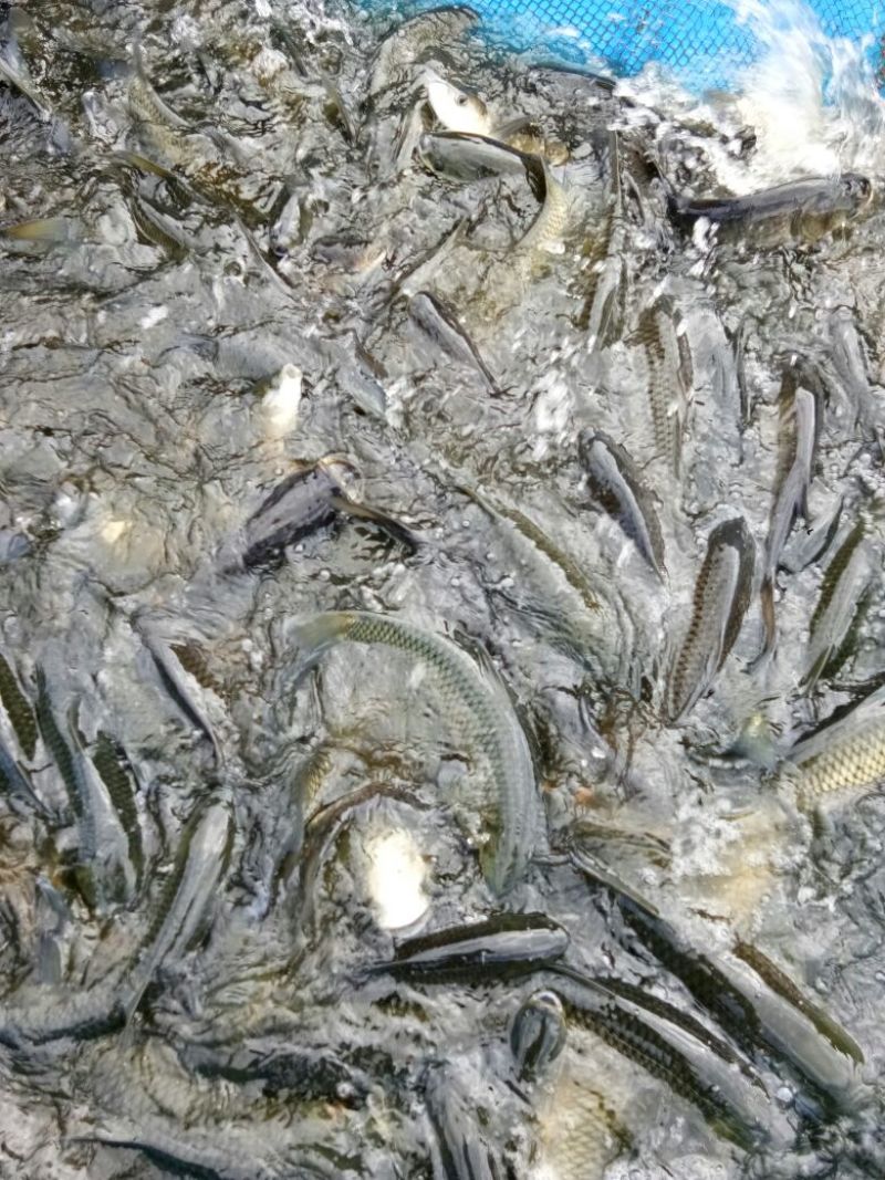 金草鱼1.5~3公斤人工养殖食用活鱼