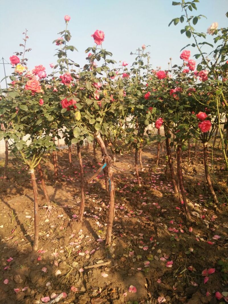 大花月季花色多，品种全