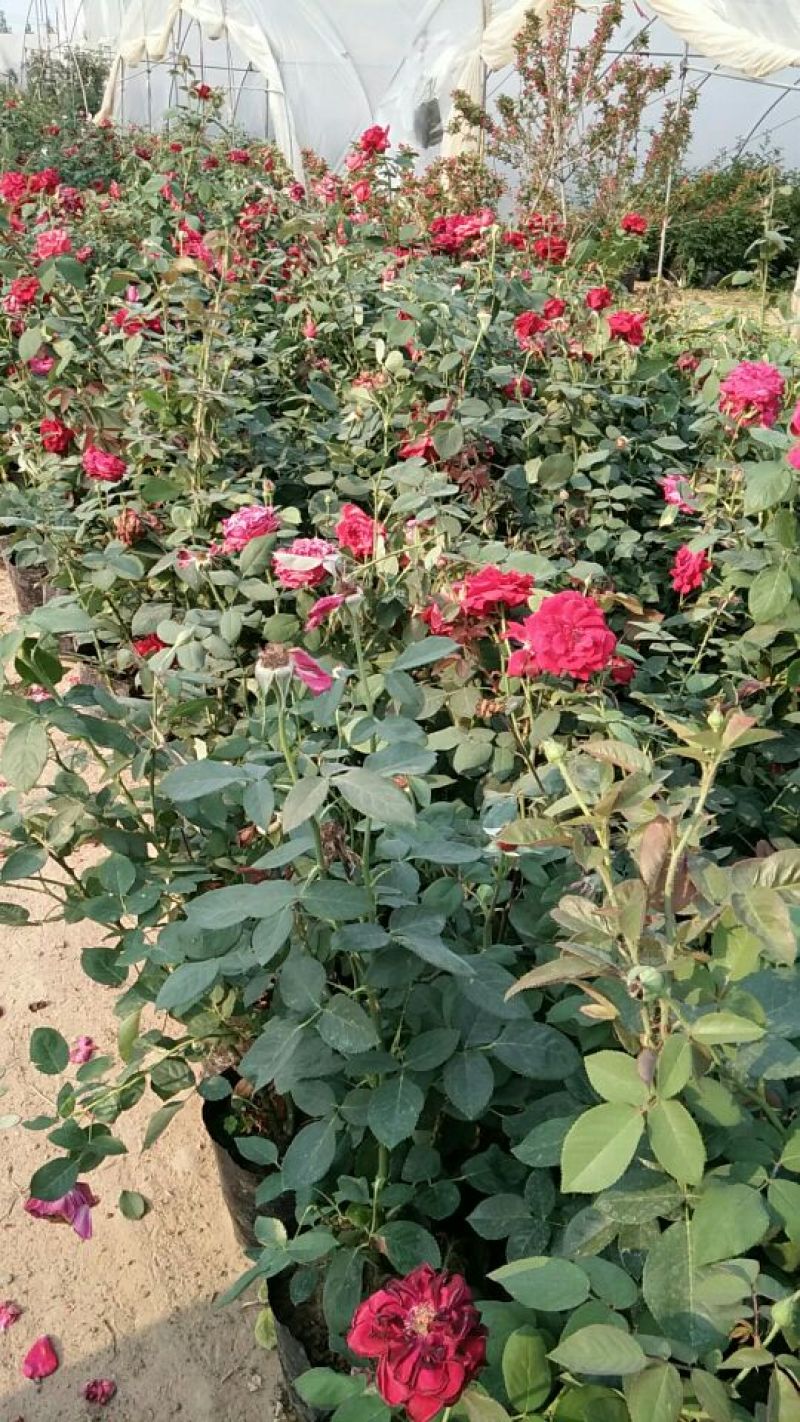 大花月季花色多，品种全