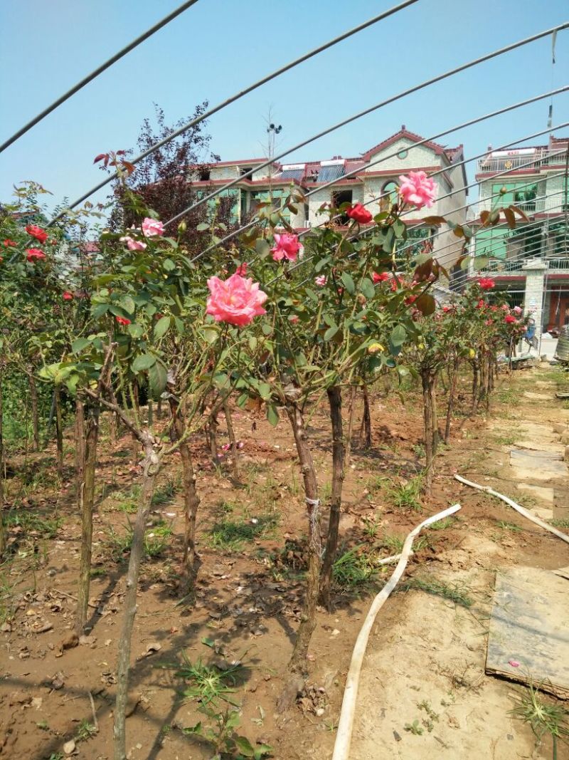 大花月季花色多，品种全