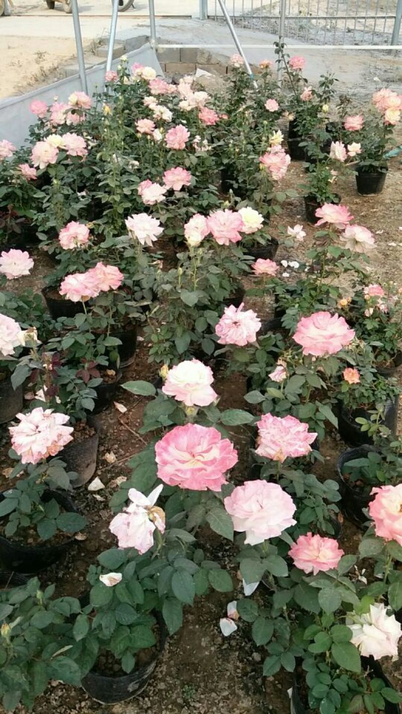 大花月季花色多，品种全