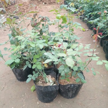 大花月季花色多，品种全