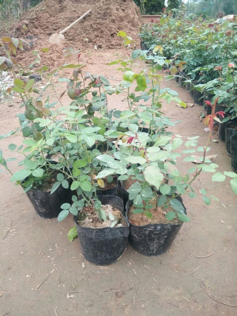 大花月季花色多，品种全