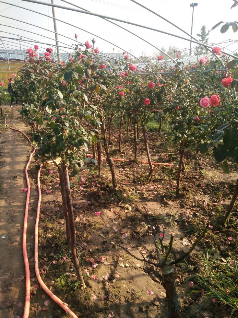 大花月季花色多，品种全