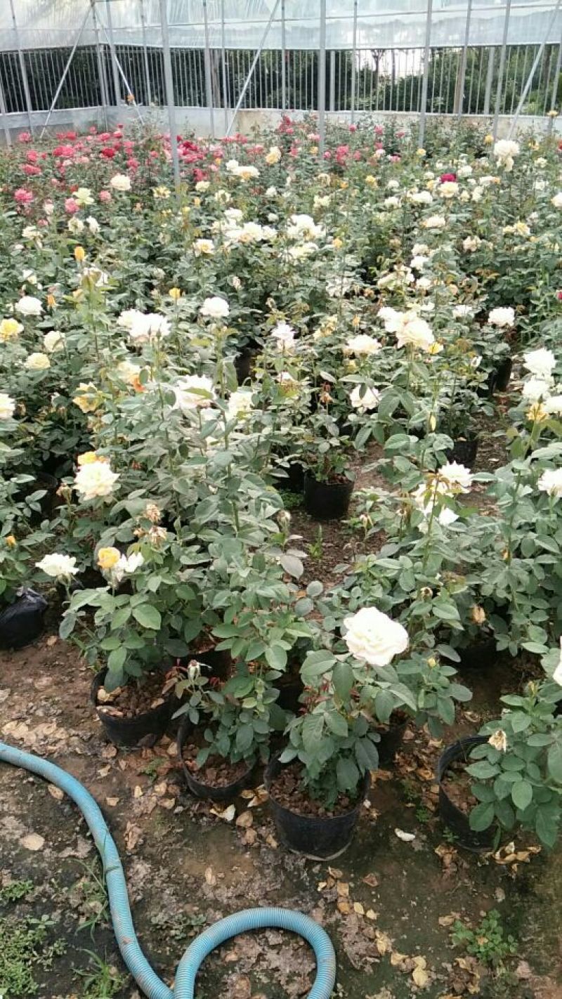 大花月季花色多，品种全