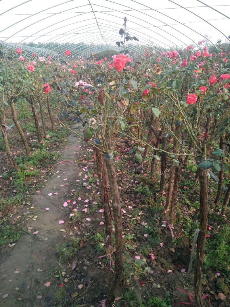 大花月季花色多，品种全
