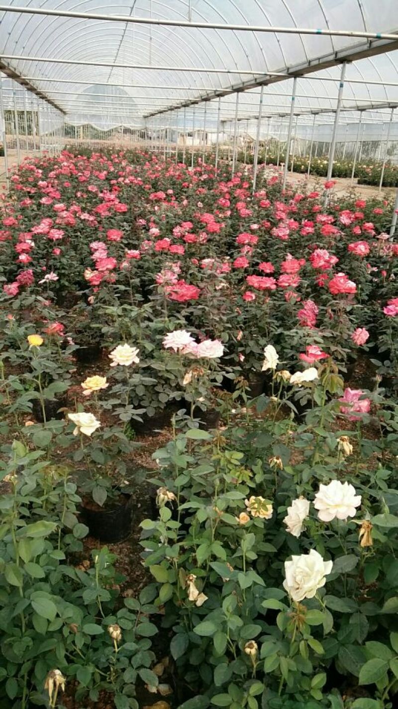 大花月季花色多，品种全