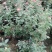 大花月季花色多，品种全