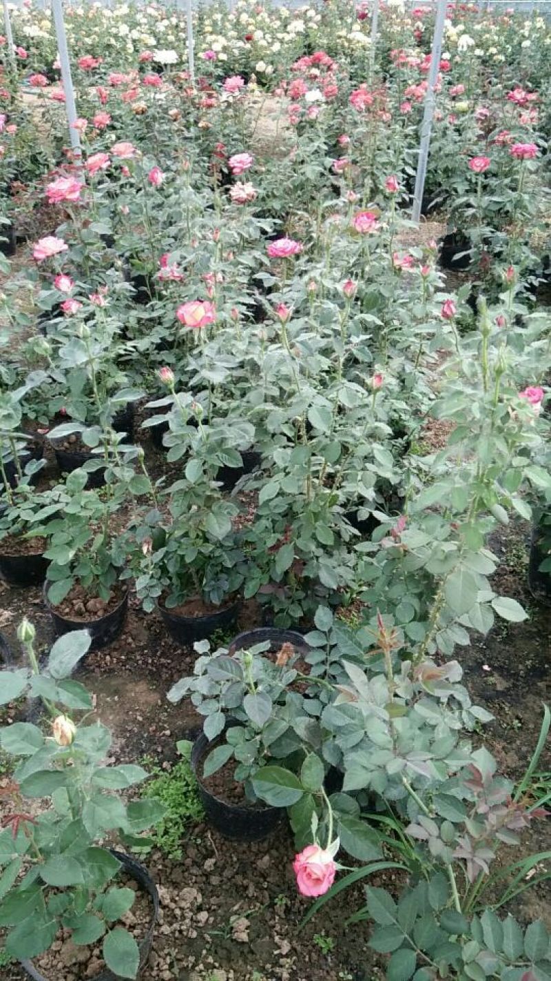 大花月季花色多，品种全