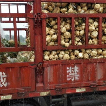 凉薯500~1000g