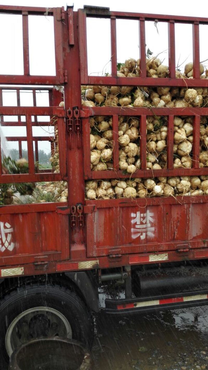 凉薯500~1000g