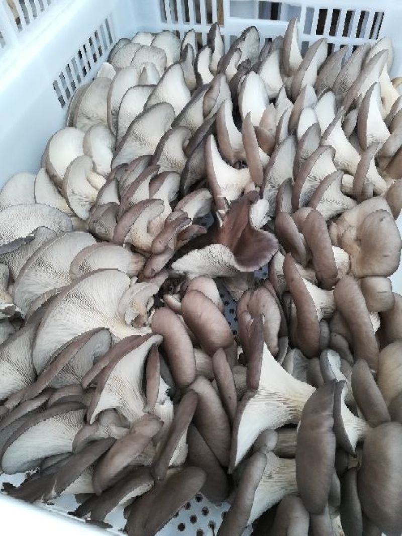 鲜平菇厚5~8厘米浅灰色