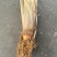 特早熟双季茭白茭瓜茭笋老种茎苗高产适合套养栽种