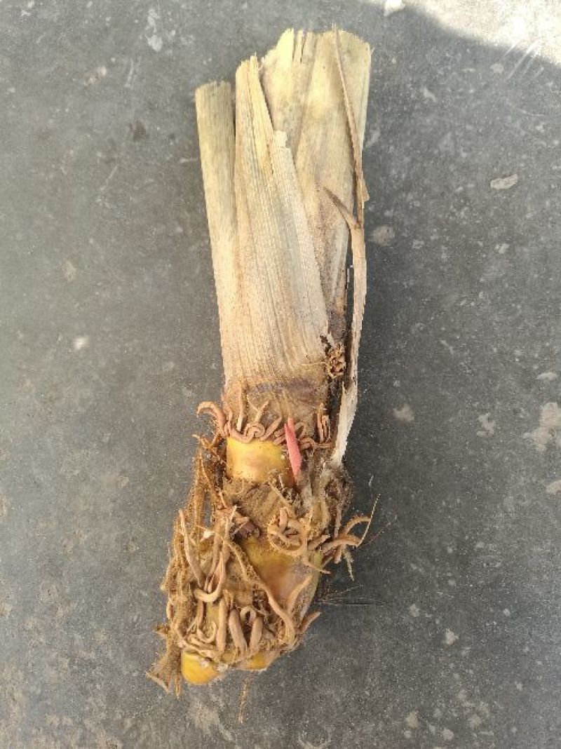特早熟双季茭白茭瓜茭笋老种茎苗高产适合套养栽种