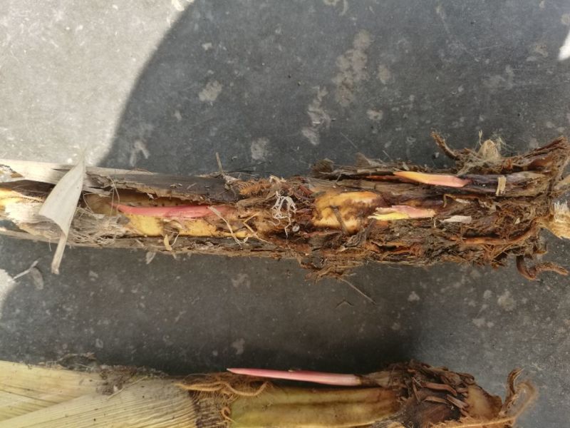 特早熟双季茭白茭瓜茭笋老种茎苗高产适合套养栽种