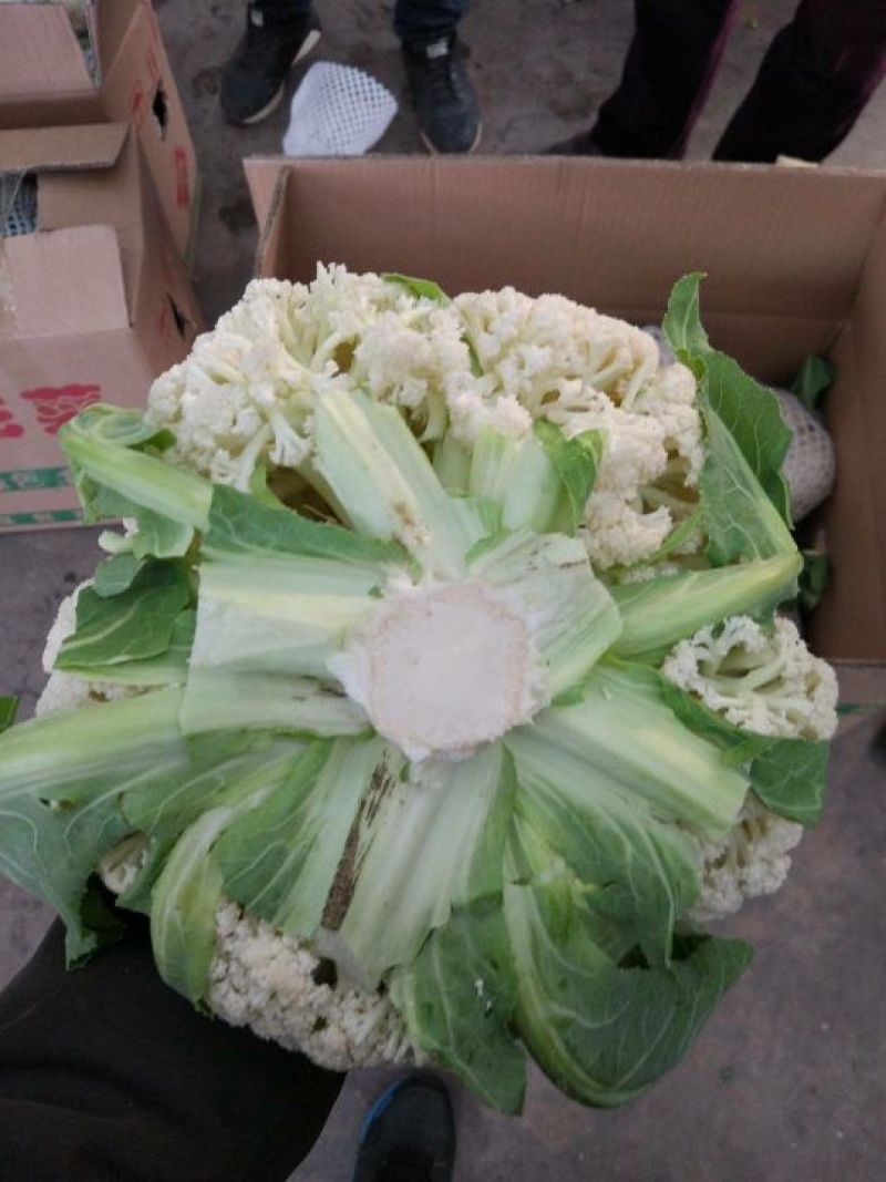 菜花有机花