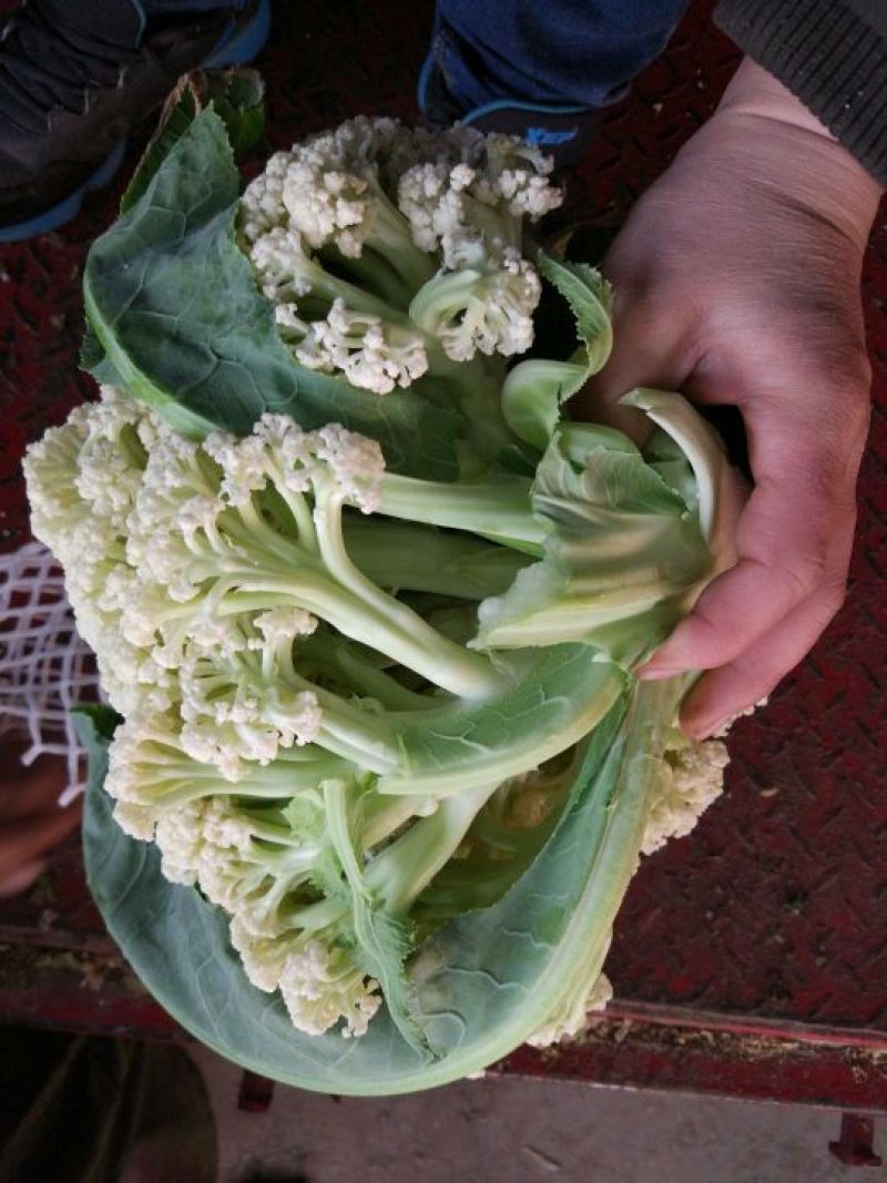 菜花有机花