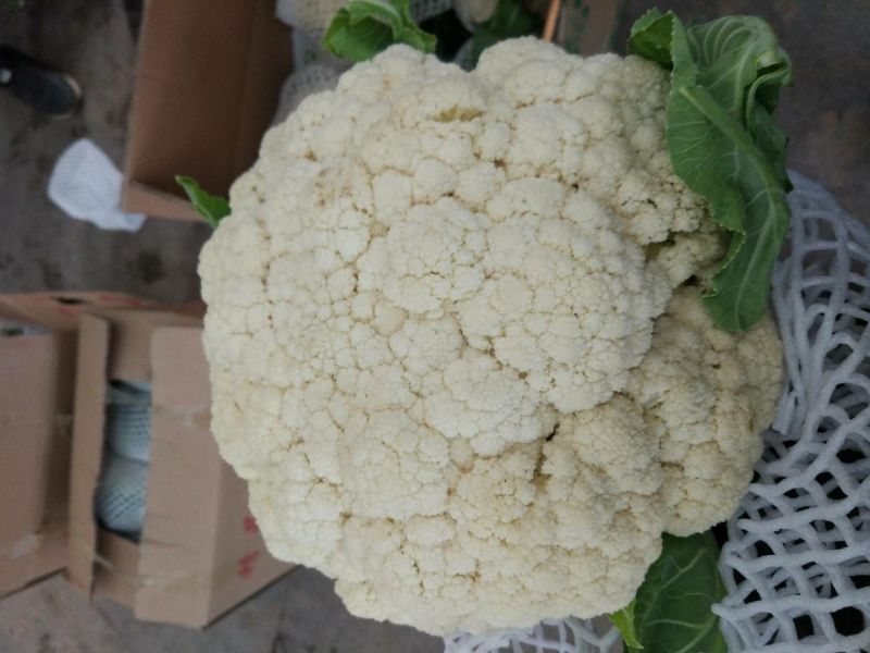 菜花有机花