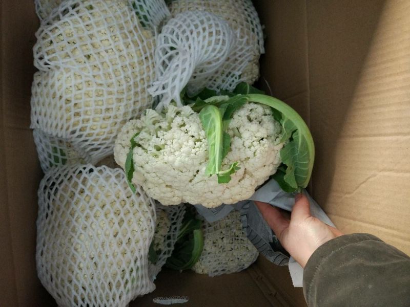 菜花有机花