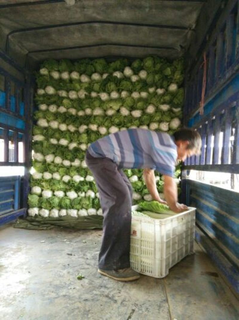 北京新三号白菜4~6斤净菜支持全国发货