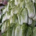 北京新三号白菜4~6斤净菜支持全国发货