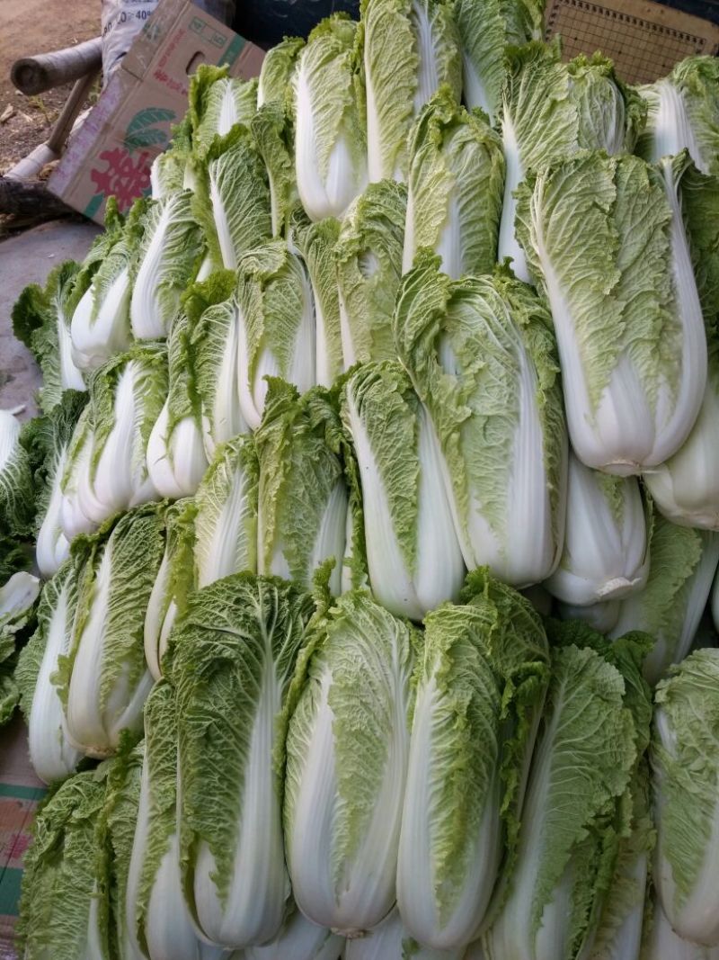 北京新三号白菜4~6斤净菜支持全国发货