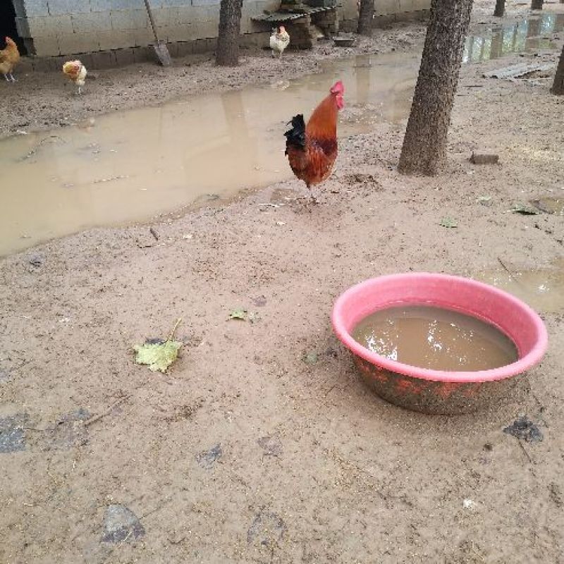 土鸡苗笨鸡苗土鸡苗价格