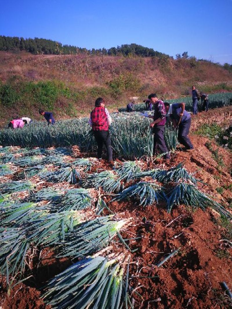 长白大葱30~40cm毛葱3cm左右