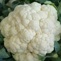 精品白面实花菜2~3斤紧花乳白产地直发量大价优