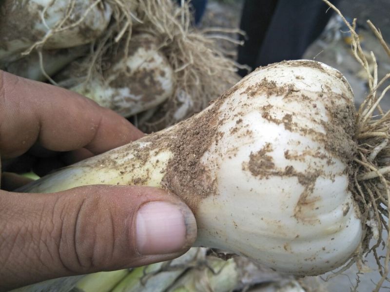 大葱毛葱鸡腿，高白大葱3cm左右30~40cm