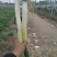 大葱毛葱鸡腿，高白大葱3cm左右30~40cm