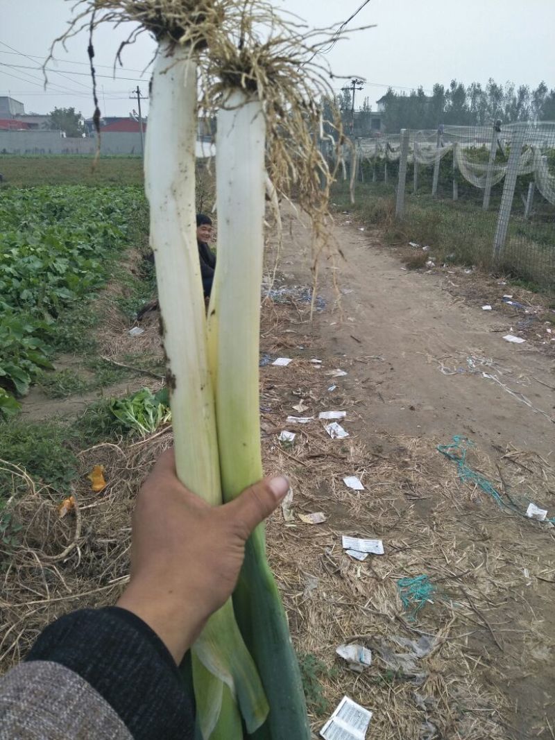 大葱毛葱鸡腿，高白大葱3cm左右30~40cm
