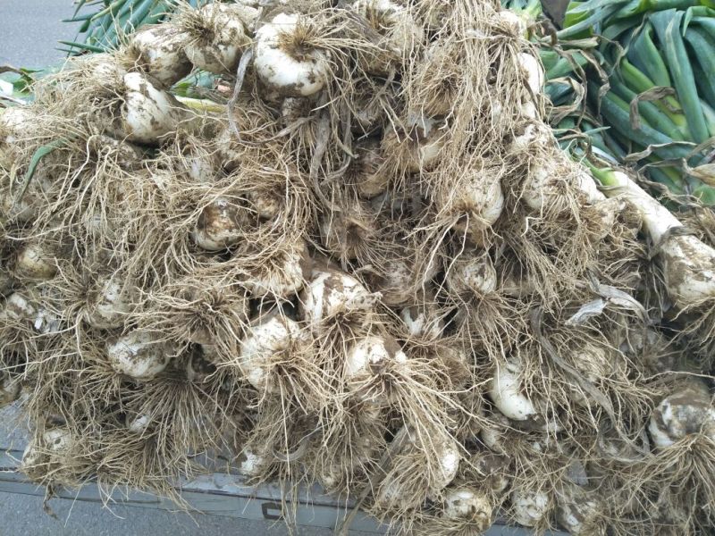 大葱毛葱鸡腿，高白大葱3cm左右30~40cm