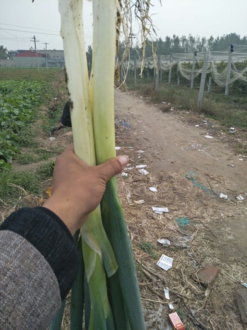 大葱毛葱鸡腿，高白大葱3cm左右30~40cm