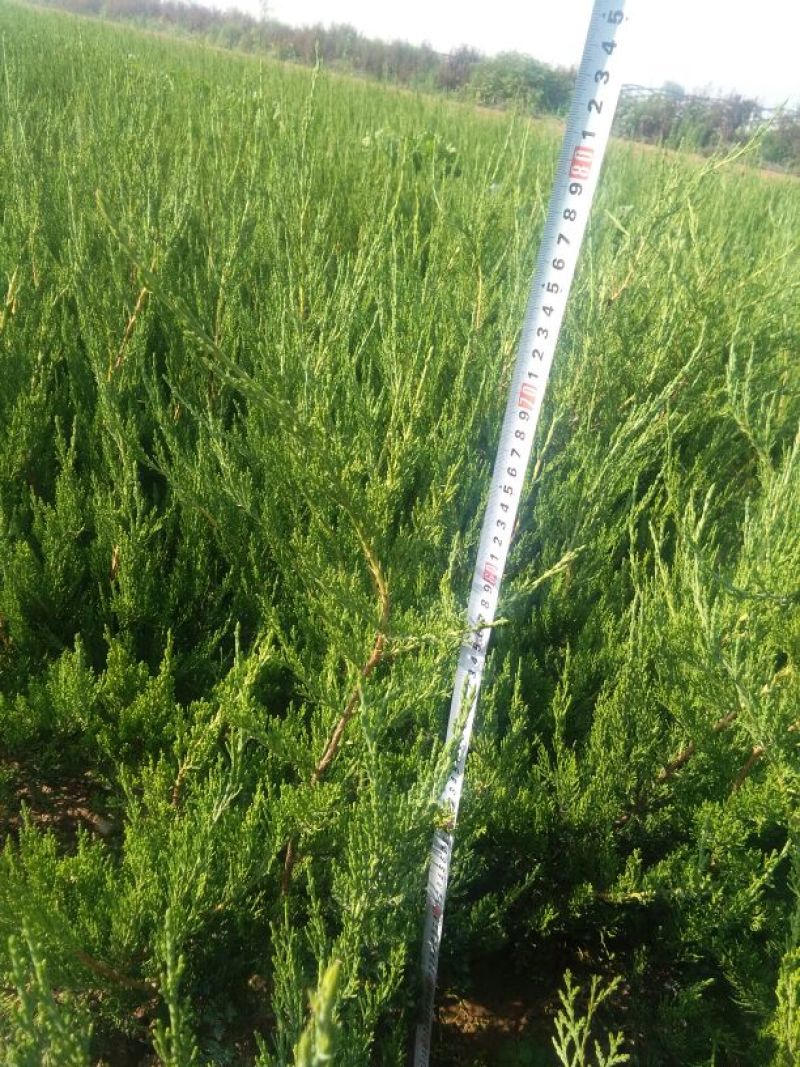 小龙柏0.4米以下
