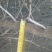 五角枫231~260cm