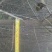 五角枫231~260cm