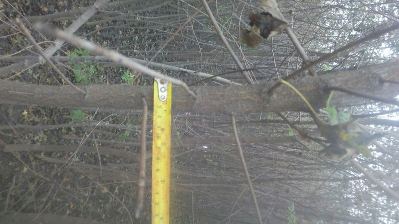 五角枫231~260cm