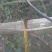 五角枫231~260cm
