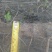 五角枫231~260cm