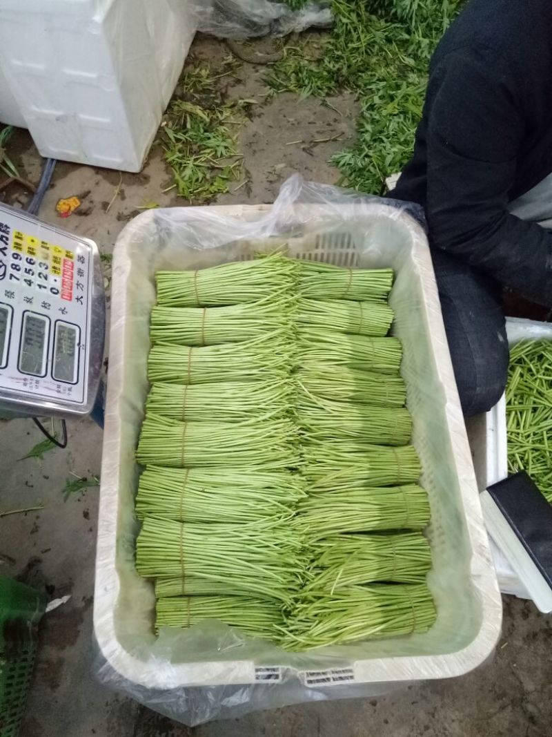 芦篙