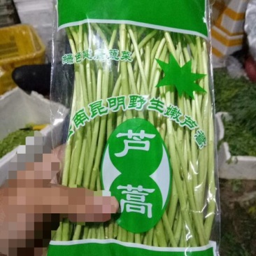 芦篙